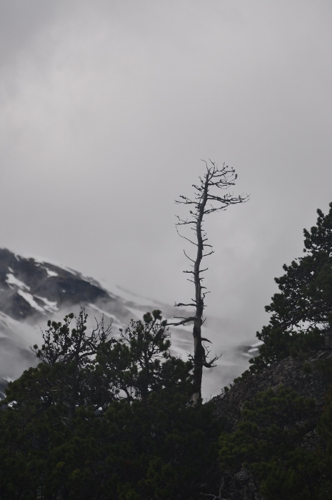 lone tree and the Chilkoots
